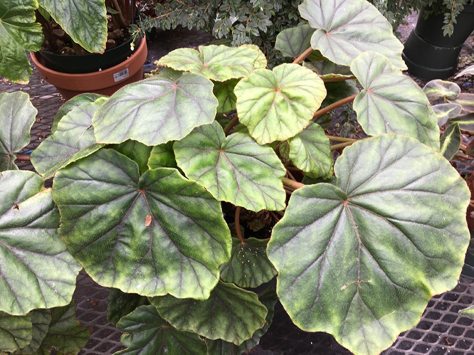 B. lindleyana